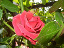 Rose Blaze Superior (2014, May 21)