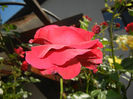 Rose Blaze Superior (2014, May 21)