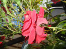 Rose Blaze Superior (2014, May 21)
