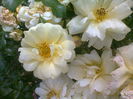 Sunny Rose, acoperitor