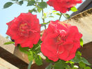 Rose Blaze Superior (2014, May 21)