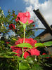 Rose Blaze Superior (2014, May 21)