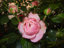 Rose Louise Odier (2014, May 24)