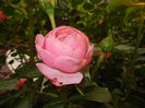 Rose Louise Odier (2014, May 24)