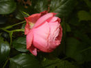 Rose Louise Odier (2014, May 24)