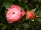 Rose Louise Odier (2014, May 24)