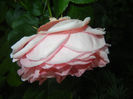 Rose Pleasure (2014, May 24)