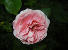 Rose Pleasure (2014, May 24)