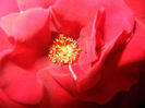Rose Blaze Superior (2014, May 24)