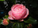 Rose Louise Odier (2014, May 26)
