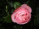 Rose Louise Odier (2014, May 26)