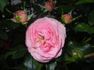 Rose Louise Odier (2014, May 26)
