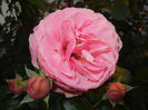 Rose Louise Odier (2014, May 28)