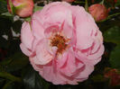 Rose Louise Odier (2014, May 28)