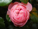 Rose Louise Odier (2014, May 28)
