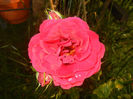 Rose Blaze Superior (2014, May 27)