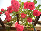 Rose Blaze Superior (2014, May 27)