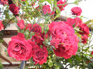 Rose Blaze Superior (2014, May 27)