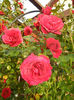 Rose Blaze Superior (2014, May 27)