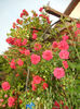 Rose Blaze Superior (2014, May 27)
