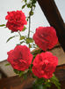 Rose Blaze Superior (2014, May 27)