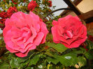 Rose Blaze Superior (2014, May 27)