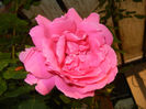 Rose Parade (2014, May 27)