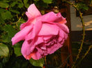 Rose Parade (2014, May 27)