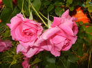Rose Parade (2014, May 27)