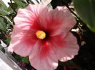 DSCF1146