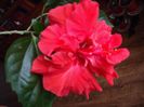 DSCF1224