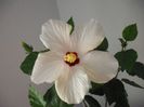 DSCF1236