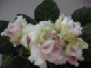 R.S GERCOGENIA
