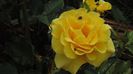 2014-05-29 Friesia