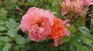 2014-05-29 Westerland