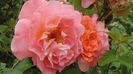 2014-05-29 Westerland