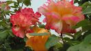 2014-05-29cUrcator
