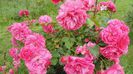 2014-05-29 Floribunda senzationala