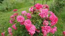 2014-05-29 Floribunda