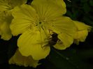DSCN7156