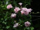 DSCN7158