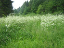 in natura 006