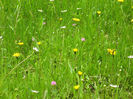 in natura 015