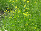 in natura 017