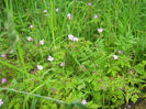 in natura 021