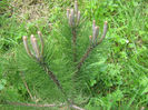 in natura 023