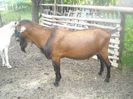 300 euro buc.