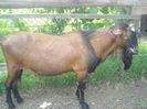 300 euro buc.