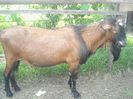 300 euro buc.