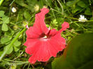 Red Petunia (2014, May 29)